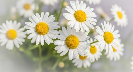 Soft Focus Bouquet of Daisies:  Pure White Petals, Sunny Yellow Centers, Gentle Spring Mood, Natural Light Photography.