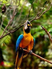 blue and yellow macaw