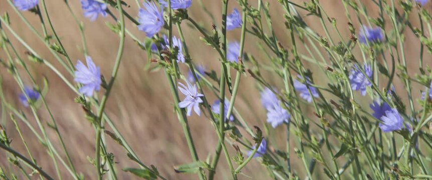 Cichorium intybus blue flowers and flying insects 4K scope video