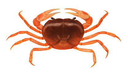 サワガニのイラスト - 2