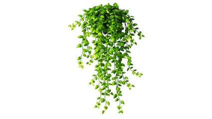 Fototapeta premium Lush green hanging plant with cascading vines and small leaves image