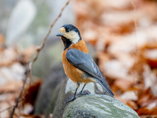 地面を歩くヤマガラ