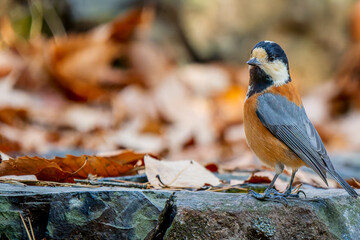 地面を歩くヤマガラ