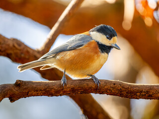 枝にとまるヤマガラ