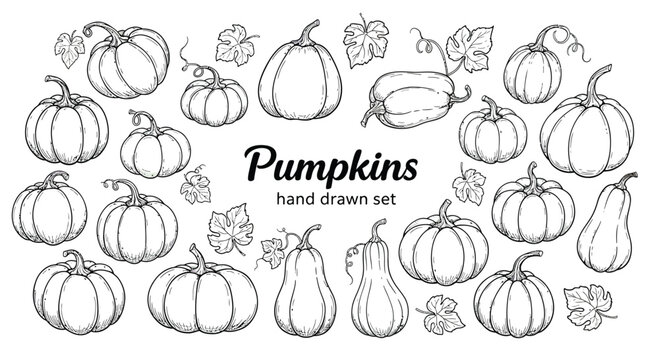 Hand-Drawn Pumpkin Illustration Set in Circular Layout – Line Art Style