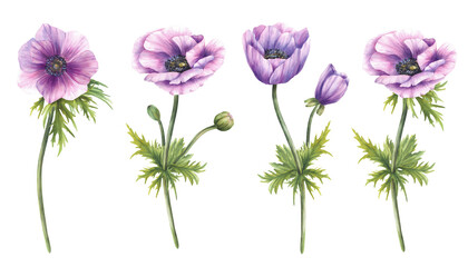Anemone purple flowers with long stem, leaves and green, pink buds. Watercolor Hand painted realistic style for wedding invitations, greeting card, packaging, floral designs. Isolated from background