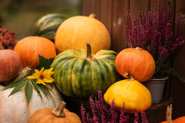 Autumn colored pumpkins in the garden