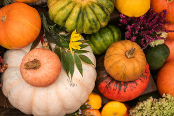 Autumn colored pumpkins in the garden