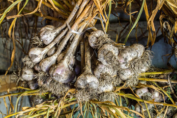 Freshly dug garlic is dried in a rural barn. Cultivation and harvesting of natural vegetables.