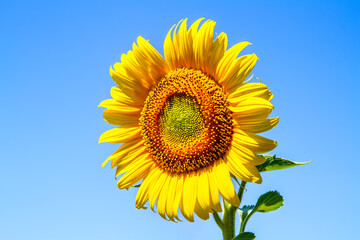 Obraz premium One bright yellow sunflower against a blue sky. Close-up of a sunflower flower.