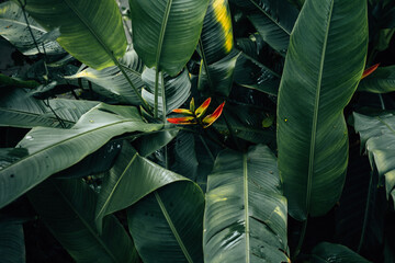 Tropical green leaves, dark green leaves and bushes, fresh and rainy, nature background