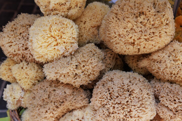 Beautiful organic healthy natural sponges small and large pieces from Mediterranean sea on Turkish coast, Kas, Turkey