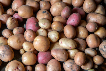 A new crop of natural organic potatoes. Drying freshly dug potatoes.