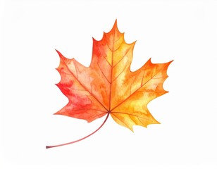 Obraz premium Watercolor Maple Leaf Autumnal Hues Delicate Veins Isolated on White.