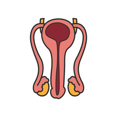 Reproductive system illustration