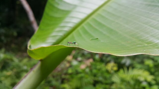 Jade Jumping Spider, Shot in a tropical rainforest. Cosmophasis micarioides, Orsima ichneumon, Fighting Spider, Thiania bhamoensis, Elegant Jumping Spider, Chrysilla volupe, Phintella volupe.