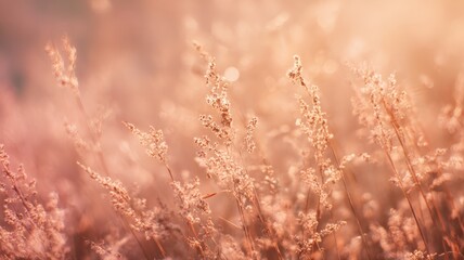 Obraz premium Soft Golden Grass Blades Bathed in Warm Light at Sunrise