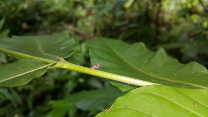 Dictyopharidae, Planthopper Nymph, red treehopper nymph, Pandanus planthopper, Flatidae, Dictyophara nakanonis. Shot in a tropical rainforest.