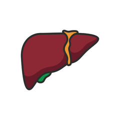 Liver illustration
