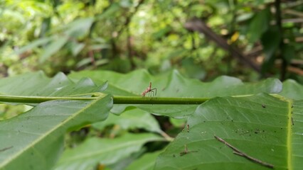 Dictyopharidae, Planthopper Nymph, red treehopper nymph, Pandanus planthopper, Flatidae, Perfect for documentaries about tropical rainforests and World Nature Conservation Day on July 28th.