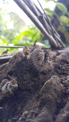 Myriapoda ( Millipedes, Polydesmida), Coromus vittatus vittatus, Spirostreptus giganteus. Perfect for documentaries about tropical rainforests and World Wildlife Conservation Day on December 4th.