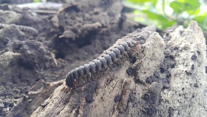 Myriapoda (Centipedes, Millipedes, Diplopoda, Polydesmida), Epanerchodus, Coromus vittatus vittatus, Perfect for documentaries about tropical rainforests and World Environment Day on June 5th.