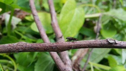 Hermetia illucens perched on a log. Shot in jungle. Black Soldier Fly Perfect for documentaries about tropical rainforests and World Nature Conservation Day on July 28th.