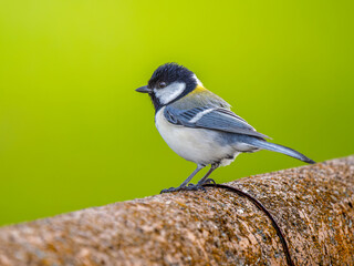 手すりにとまるシジュウカラ