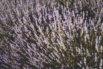 Blooming lavender rows in a sunlit field, creating a dreamy purple wave under a soft blue sky. The...