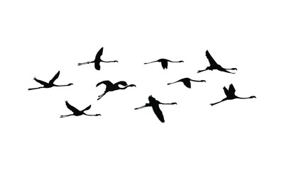 Flying American flamingo bird Silhouette Design  And Vector Illustration. 