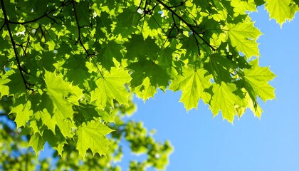 Fresh green maple leaves against a clear blue sky
