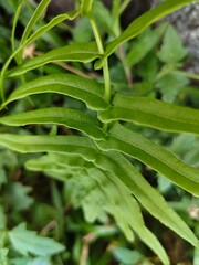 wild fern plants outdoors