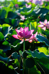 pink lotus flower
