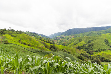 Corn fields on the mountain, agricultural plant growth
