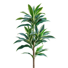 Dracaena isolated on white background