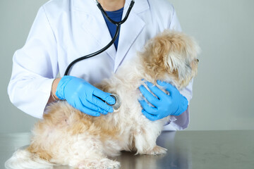 A veterinarian checks the dog's health with a stethoscope.
pet treatment concept