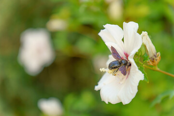 Close-up of xylocopa violacea, commonly known as violet carpenter bee, collecting pollen and nectar...