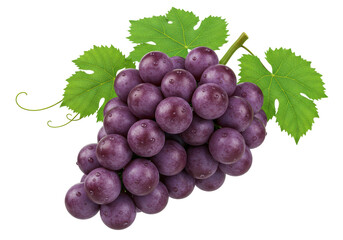 Isolated Bunch of Ripe Purple Grapes Fresh Harvest
