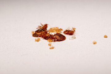 Bed Bugs, Nymphs and Eggs on White Background