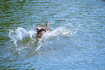 Fototapeta premium Mallard duck