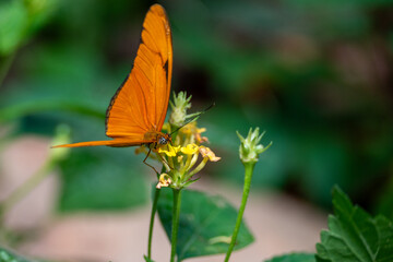 Butterfly on a flower