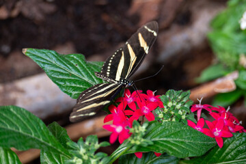 Butterfly on a flower