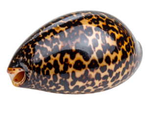 A beautiful cowrie shell, smooth and patterned, isolated on a white background, for ocean decor.