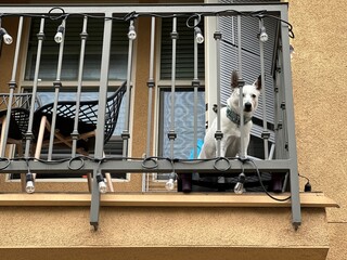 Curious Dog Watching Passersby from a Balcony