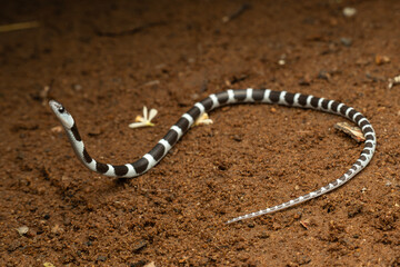 A juvenile common bridal snake (Dryocalamus nympha) 