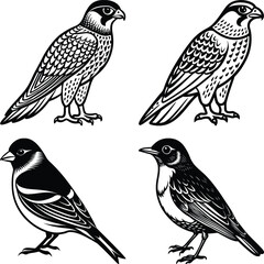 vector drawing birds of North America, set of elements isolated at white background, hand drawn illustration
