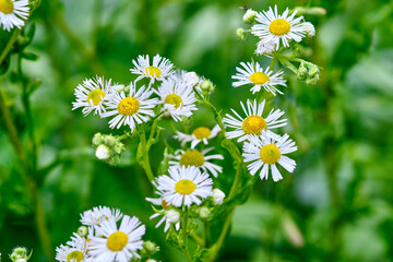 Wildflowers bloom vibrantly in a lush green meadow on a sunny summer day