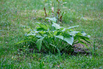 Green leafy plant growing in a grassy field during daylight hours in a natural setting