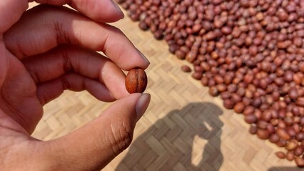 the process of drying coffee beans using traditional methods with sunlight to reduce the moisture...