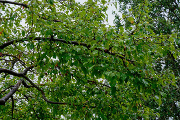 Branches of vibrant green leaves stretch across the sky in a lush, calming urban park during late spring